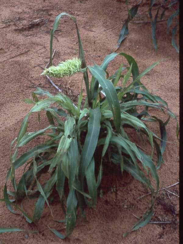 The diseased plants are dwarf due to shortening of internodes