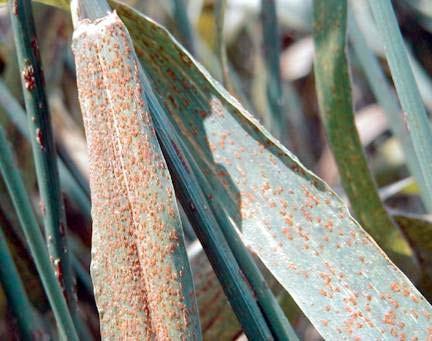 Symptoms and Signs On barley and other