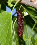 Ison s Nursery & Vineyard Planting Instructions Pakistan Mulberry Trees The pakistan is the KING of the fruiting mulberries producing 3 ½ to 5 long maroon to black berries.