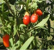 Goji plants love sun and well drained soils. If planting in a heavier clay soil we suggest supplementing the soil to improve drainage or plant in a raised bed.