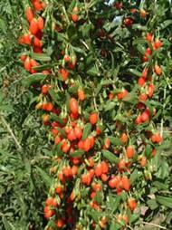 What Are Goji Berries? The Goji Berry is a small red berry produced by the Lyceum Barbarum plant, which is native to certain remote regions of China, Tibet, and Mongolia.