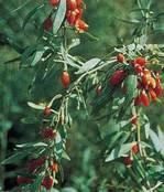 that made it so powerful. What makes the Goji Berry so powerful? Under careful scrutiny, scientists have found the Goji Berry to be one of the most nutritionally dense fruits on earth.