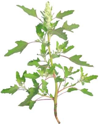 Chenopodium album L. Common Name : Common lambsquarter Family : Chenopodiaceae Habit : Stem : Leaves : Flowers : Fruits : Seeds : A polymorphous, non-aromatic, erect herb. 0.