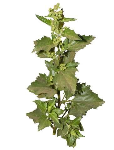 Chenopodium murale L. Common Name : Nettle-leaved goosefoot Family : Chenopodiaceae Fruits: Seeds: An erect or prostrate and ascending, bushy, rather stout, herbaceous annual, up to 90 cm high.