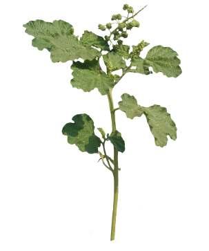Chrozophora rottleri Klotzsch. Common Name : Rottler's chrozophora Family : Euphorbiaceae Habit : Stem : Leaves : Flowers : Fruit : An erect herb, up to 60 cm high.