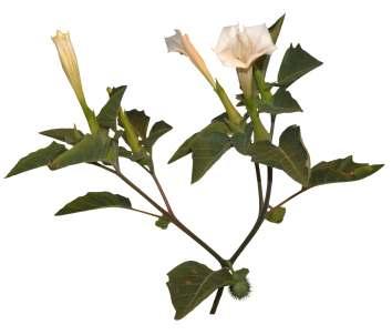Datura metel L. Common Name : Thorn apple Family : Solanaceae Fruits: Seeds: An erect, soft-stemmed shrub usually less than 1 m tall.