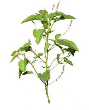Digera arvensis Forssk. Common Name : False amaranth Family : Amaranthaceae Fruits: Seeds: An annual herb, 30-60 cm high. With spreading branches. Variable, 2-7.5 cm long and 1.3-4.