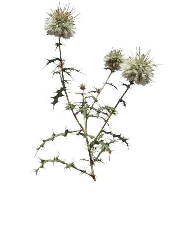 Echinops echinatus Roxb. Common Name : Indian globethistle Family : Asteraceae Fruits: A rigid, pubescent, annual herb, up to 1 m tall. Erect with branches widely spreading from the base.