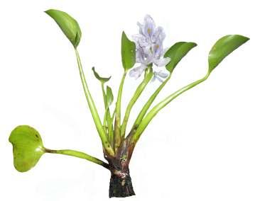 Eichhornia crassipes (Mart.) Solms. Common Name : Water hyacinth Family : Pontederiaceae Fruits: A free-floating or partly rooting perennial aquatic herb.