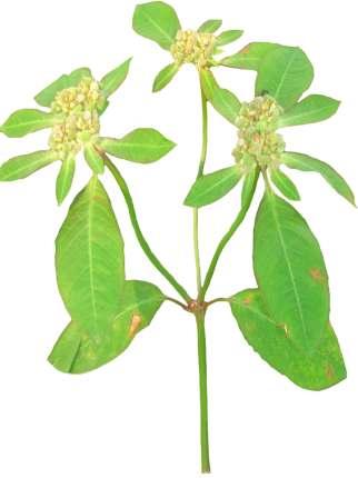 Euphorbia geniculata Orteg. Common Name : Wild poinsettia Family : Euphorbiaceae Fruits: Seeds: Erect, annual herb, up to 1.2 m tall.