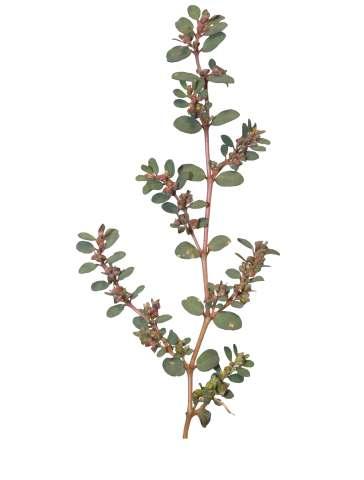 Euphorbia thymifolia L. Common Name : Gulf sandmart Family : Euphorbiaceae Fruits: Seeds: Annual herb, up to 20 cm long, 1-3 mm in diameter.