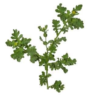 Grangea maderaspatana (L.) Poir Common Name : Madras carpet Family : Asteraceae Fruits: Annual, prostrate or procumbent herb. Trailing, glandular, pubescent. 1.