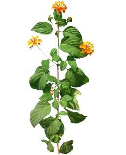 Lantana camara L. Common Name : Wild sage Family : Verbenaceae Fruits: A perennial shrub, 2-5 m tall. Woody, 4-angled, often bearing recurved prickles.
