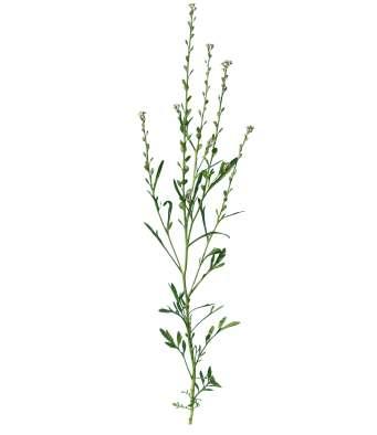 Lepidium sativum L. Common Name : Pepper grass Family : Brassicaceae Fruits: Seeds: A small herbaceous annual; 15-45 cm tall. Erect, branched, glabrous.