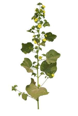 Malachra capitata (Linn.) Linn. Common Name : Brazil Jute Family : Malvaceae Fruits: Seeds: An annual or perennial herb, 1-2 m tall.