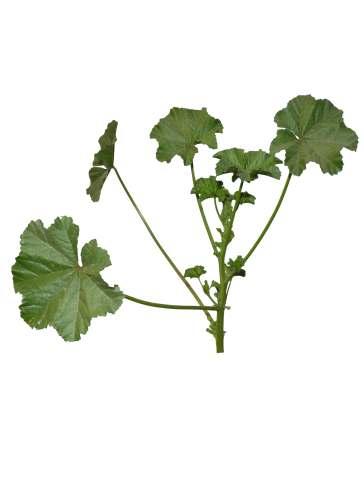 Malva parviflora Linn. Common Name : Little mallow Family : Malvaceae Fruits: Seeds: An erect, sprawling or decumbent herb growing up to 50 cm high.