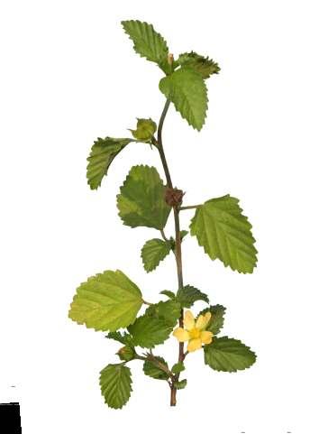 Malvastrum coromandelianum (L.) Garcke. Common Name : Spine seeded falsemallow Family : Malvaceae Fruits: Seeds: A decumbent-ascending or erect perennial herb or undershrub 0.6-0.9 cm high.