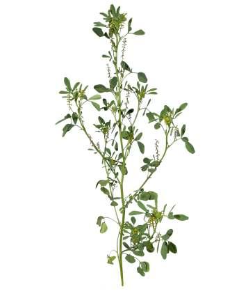 Melilotus indica (L.) All. Common Name : Yellow sweet clover Family : Fabaceae Fruits: Seeds: Sweet-smelling, erect herb, up to 10-60 cm high. Hairless, spreading or erect.