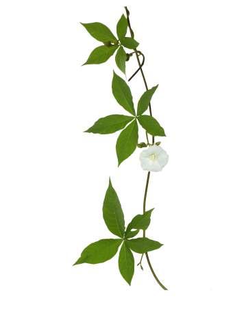 Merremia aegyptia (Linn.) Urban Common Name : Hairy woodrose. Family : Convolvulaceae Fruits: Seeds: Perennial vine.