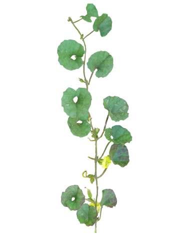 Merremia emarginata (Burm. f.) Hall. f. Common Name : Kidney leaf morning glory Family : Convolvulaceae Fruits: Seeds: Prostrate, perennial vine.