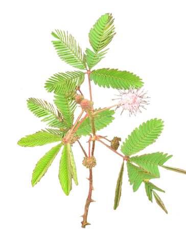 Mimosa pudica L. Common Name : Sensitive plant Family : Fabaceae Fruits: Seeds: A low-growing, much-branched, prickly, sprawling shrub.