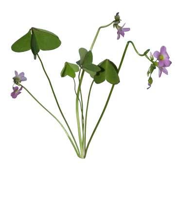 Oxlis martiana Zucc. Common Name : Lilac oxalis Family : Oxalidaceae Fruits: A small, delicate, stemless perennial herb, 5-15 cm high.