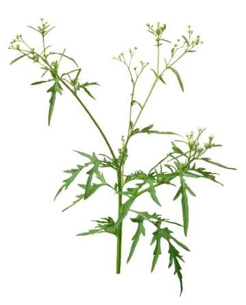 Parthenium hysterophorus L. Common Name : Congress grass Family : Asteraceae Fruits: A short-lived annual herb with an extensive root system and an erect shoot; up to 2 m high.