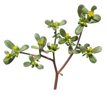 Portulaca oleracea L. Common Name : Common purslane Family : Portulacaceae Fruits: Seeds: An annual glabrous herb. Prostrate, succulent; trichomes at nodes.
