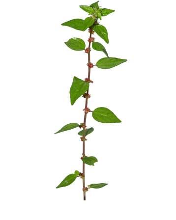 Pouzolzia zeylanica (L.) Bennett & R. Br. Common Name : Graceful pouzolzs bush Family : Urticaceae Fruits: Seeds: Perennial, erect or ascending, rarely prostrate.