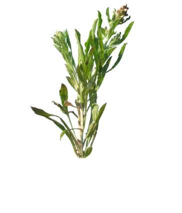 Pseudognaphalium luteo-album (L.) Hillard & Burtt. Common Name : Cottonweed Family : Asteraceae Fruits: An annual herb. Loosely white-tomentose, not glandular.