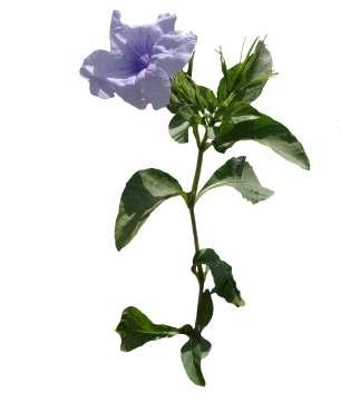 Ruellia tuberosa L. Common Name : Snapdragon root Family : Acanthaceae Habit : Stem : Leaves : Flowers : Fruits : Seeds : An annual or biennia herb.