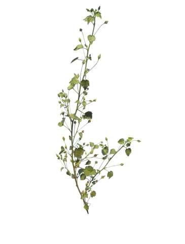 Sida cordata (Burm.f.) Borssum. Common Name : Heartleaf fanpetals Family : Malvaceae Habit : Stem : Leaves : Flowers : Fruits : Seeds : Prostrate or decumbent, ascending herb.