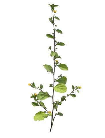 Sida rhombifolia L. Common Name : Arrowleaf sida Family : Malvaceae Habit : Stem : Leaves : Flowers : Fruits : Seeds : An erect, annual or perennial undershrub. Up to 1.