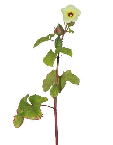 Abelmoschus moschatus Medik. Common Name : Musk mallow Family : Malvaceae Habit : Stem : Leaves : Flowers : Fruits : Seeds : An erect, annual or biennial, hirsute herb or undershrub. 0.3-1.