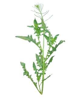 Sisymbrium irio L. Common Name : London rocket Family : Brassicaceae Habit : Stem : Leaves : Flowers : Fruits : Seeds : An erect annual herb.