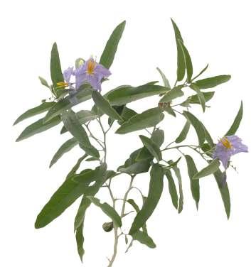 Solanum elaeagnifolium Cav. Common Name : Silverleaf nightshade Family : Solanaceae Habit : Stem : Leaves : Flowers : Fruits : Seeds : 292 An erect or subscandent annual herb, up to 1m high.