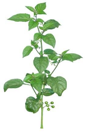 Solanum nigrum L. Common Name : Black nightshade Family : Solanaceae Habit : Stem : Leaves : Flowers : Fruits : Seeds : A variable annual herb.