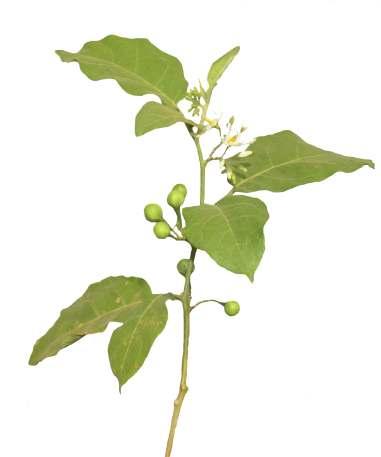 Solanum torvum Sw. Common Name : Turkey berry Family : Solanaceae Habit : Stem : Leaves : Flowers : Fruits : Seeds : Armed shrub.