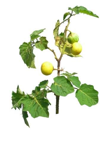 Solanum viarum Dunal. Common Name : Tropical soda apple Family : Solanaceae Habit : Stem : Leaves : Flowers : Fruits : Seeds : Bushy, prickly herbaceous perennial.