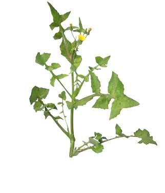 Sonchus oleraceus L. Common Name : Smooth sowthistle Family : Asteraceaea Habit : Stem : Leaves : Flowers : Fruits : An erect annual herb. Grooved, sub-umbellately branched, glabrous.