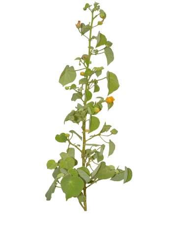 Abutilon hirtum (Lam.) Sweet. Common Name : Florida keys Indian mallow Family : Malvaceae Habit : Stem : Leaves : Flowers : Fruits : Seeds : Perennial herb or undershrub, 0.5-2 m tall.