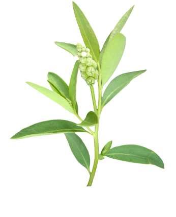 Sphenoclea zeylanica Gaertn. Common Name : Chickenspike Family : Sphenocleaceae Habit : Stem : Leaves : Flowers : Fruits : Seeds : An erect annual herb.