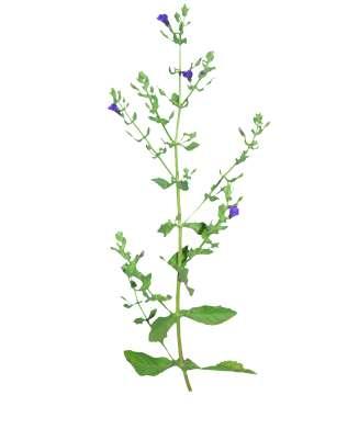 Stemodia viscosa Roxb. Common Name : Sticky blue rod Family : Scrophulariaceae Habit : Stem : Leaves : Flowers : Fruits : Seeds : Much branched, erect, viscidly pubescent, aromatic herb.