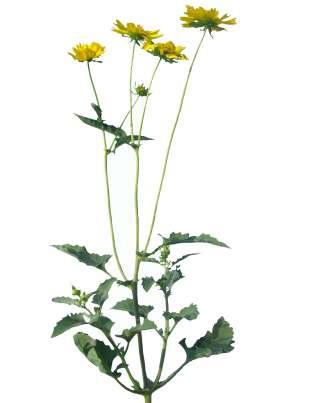 Verbesina encelioides (Cav.)Benth. Common Name : Golden crownbeard Family : Asteraceae Habit : Stem : Leaves : Flowers : Fruits : An erect annual herb. 0.3-1.6 m tall, covered with fine white hairs.