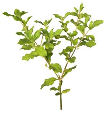 Acanthospermum hispidum DC. Common Name : Bristly starbur Family : Asteraceae Habit : Stem : Leaves : Flowers : Fruits : Perennial herb or undershrub, 0.5-2 m tall.