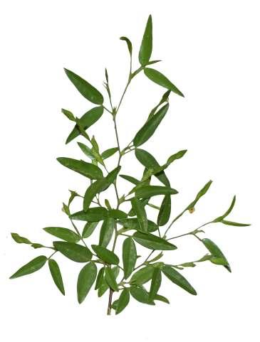 Zornia gibbosa Spanoghe. Common Name : Grasslike zornia Family : Fabaceae Habit : Stem : Leaves : Flowers : Fruits : Seeds : Annual herb.