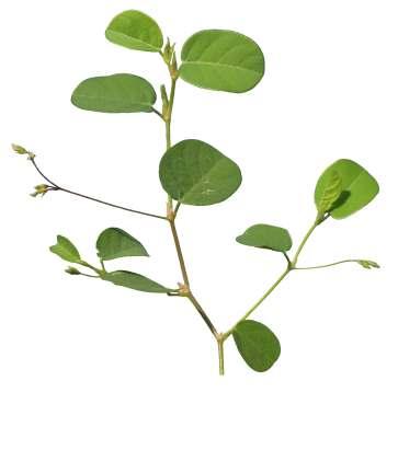 Alysicarpus bupleurifolius (Linn.) DC. Common Name : Sweet alyce clover Family : Fabaceae Habit : Stem : Leaves : Flowers : Fruits : Seeds : An erect or decumbent-ascending, annual herb.