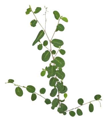 Alysicarpus ovalifolius (Schumach.) J. Leonard. Common Name : Over-leafed alysicarpus Family : Fabaceae Habit : Stem : Leaves : Flowers : Fruits : Seeds : Annual herb, erect-spreading, 20-60 cm tall.
