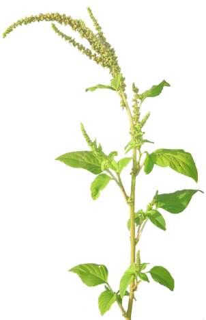 Amaranthus viridis Hook. F. Common Name : Slender amaranth Family : Amaranthaceae Habit : Stem : Leaves : Flowers : Fruits : Seeds : An erect annual herb.