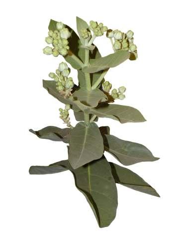 Calotropis gigantea (L.) Aiton. Common Name : Crown flower Family : Asclepiadaceae Fruits: Seeds: Large shrub, which looks like a small tree; up to 5 m tall. Woody with yellowish-white bark.